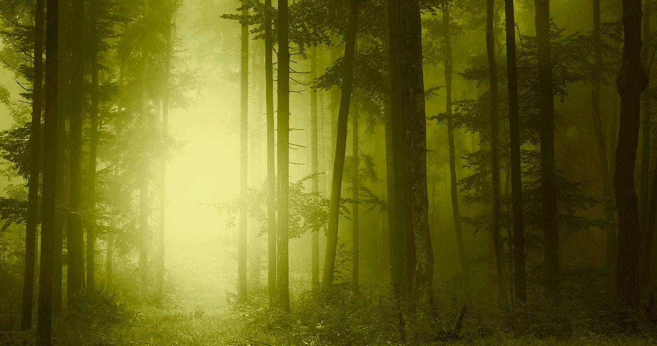 Mystic turquoise blue forest